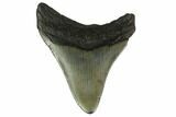 Fossil Megalodon Tooth - South Carolina #130846-2